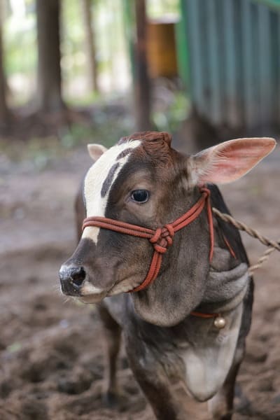 Animal husbandry