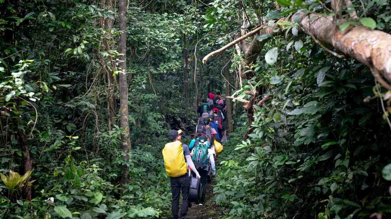 Rainforest Trek