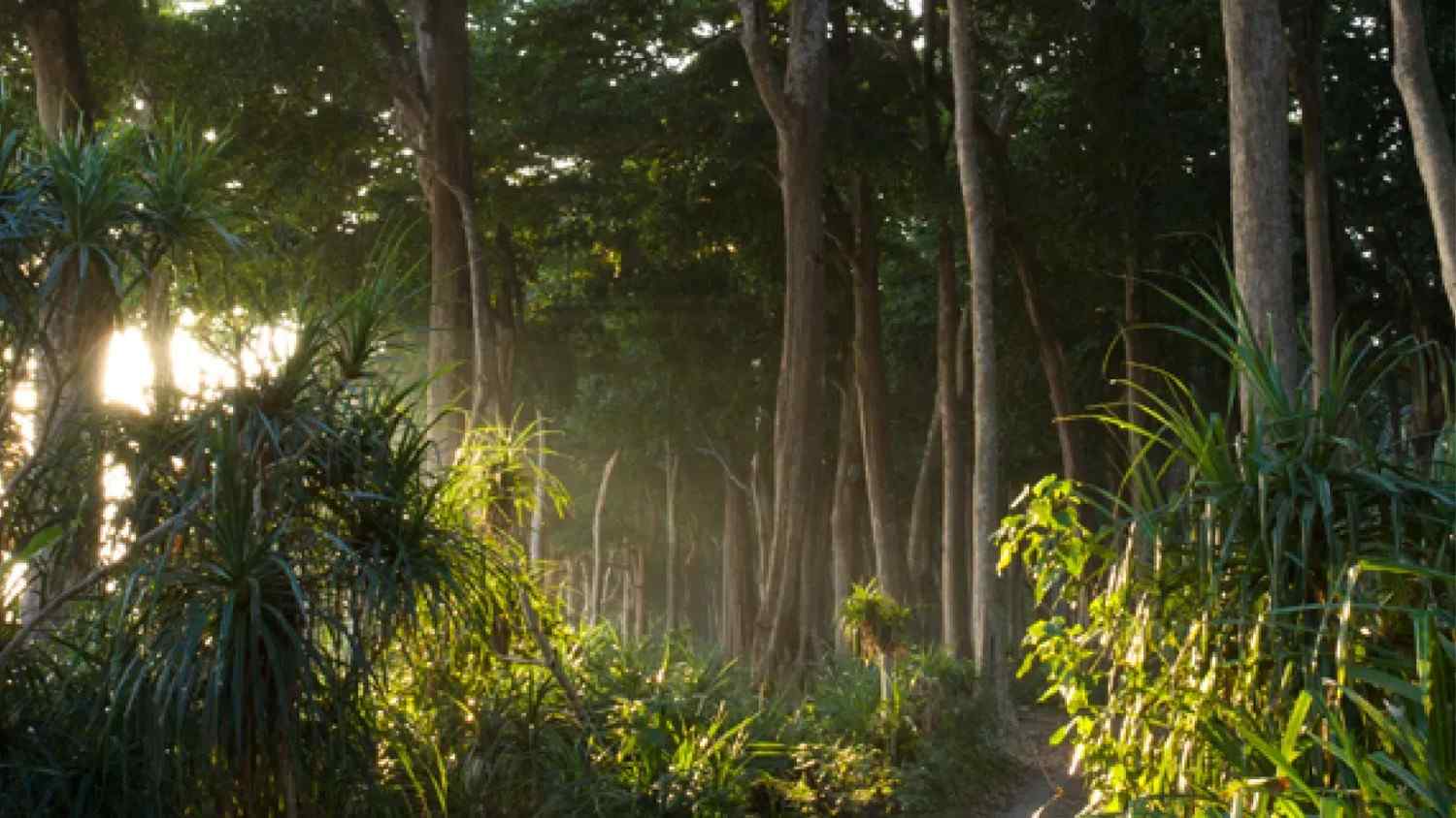 Tree Walk