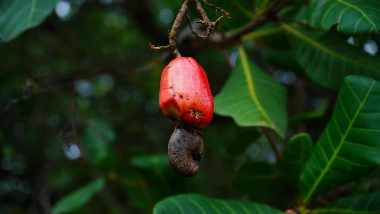 Cashew