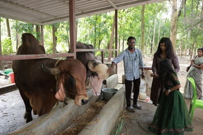 Cattle Visit