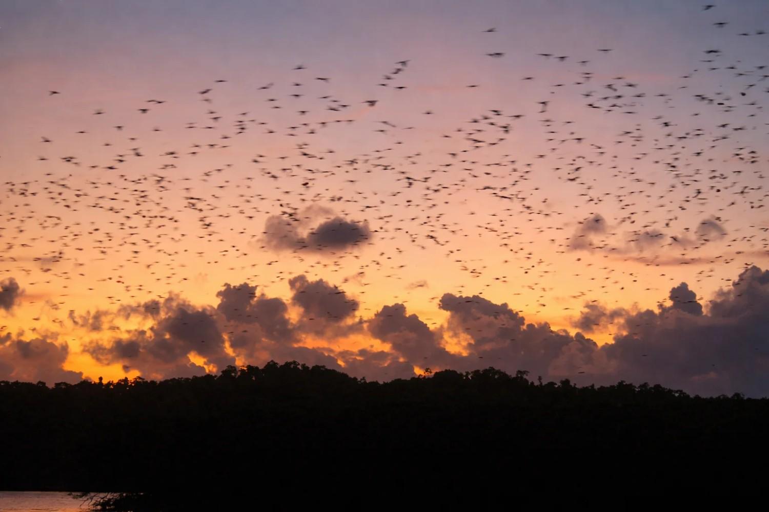 Parrot Island