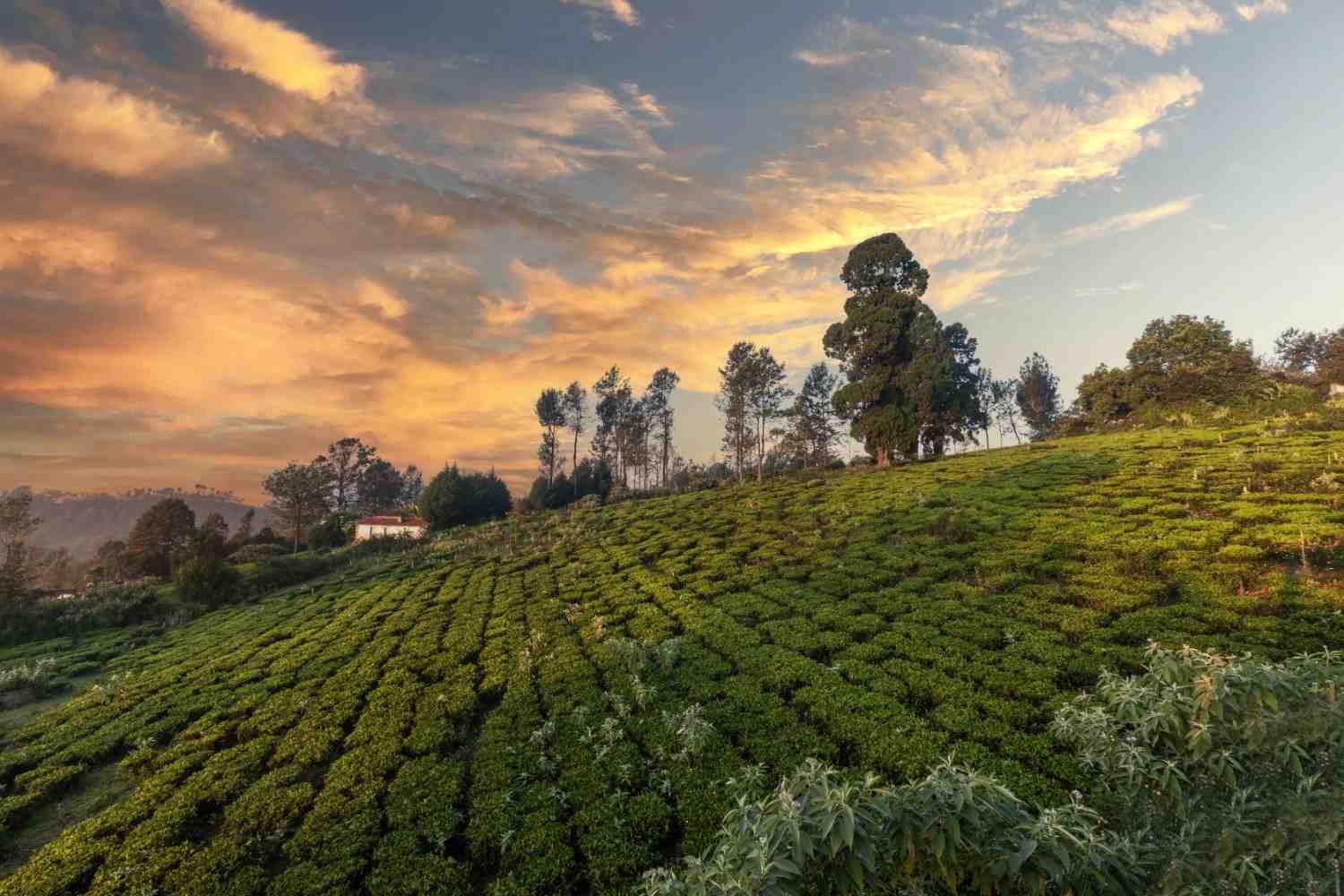 Solitude, Kotagiri