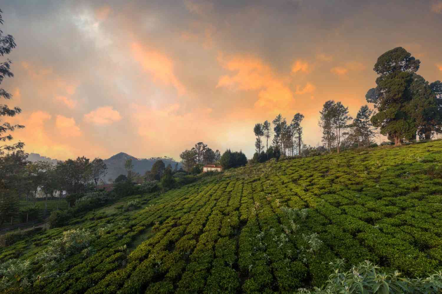Solitude, Kotagiri
