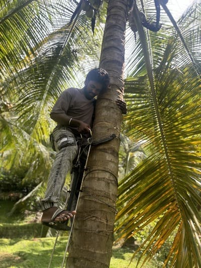 Tree Climbing